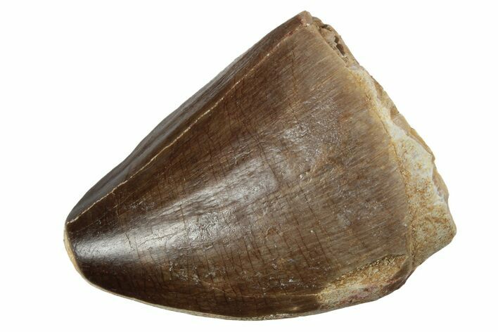 Fossil Mosasaur (Prognathodon) Tooth - Morocco #237142